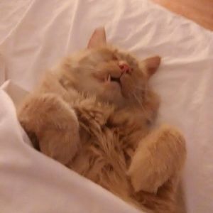 Meet your Posher, Deborah